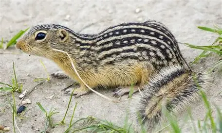 <p>13-lined Ground Squirrel</p>