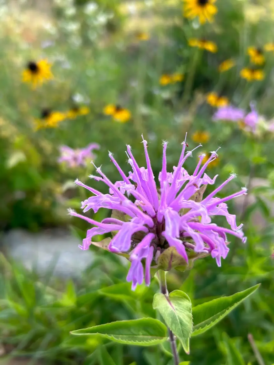 <p>square stem, aromatic leaves, <em>full sun, most soil</em></p>