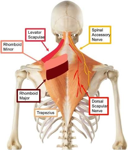 <ul><li><p>function (what the muscle does - its action)</p></li></ul><p>Superior Fibers: Elevate scapula; superiorly rotate scapula </p><p>Middle Fibers: Retract scapula</p><p>Inferior Fibers: Depress Scapula </p><ul><li><p>innervation (what nerve makes the muscle work)</p></li></ul><p>Accessory Nerve (CN XI)</p>