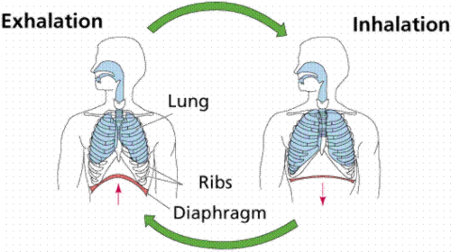 <p>sự thở ,việc hô hấp</p>