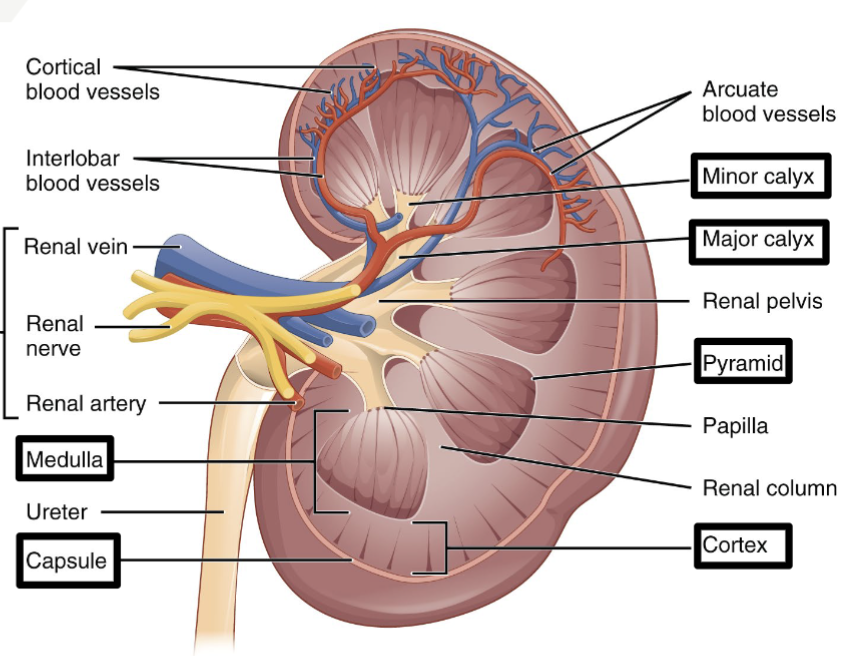 <ul><li><p>Filter blood</p></li><li><p>Produce hormone: EPO, calcitriol</p></li></ul><p></p>