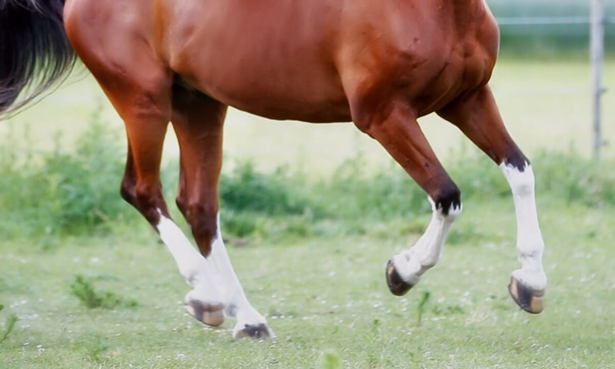 <p>horse leg marking</p>