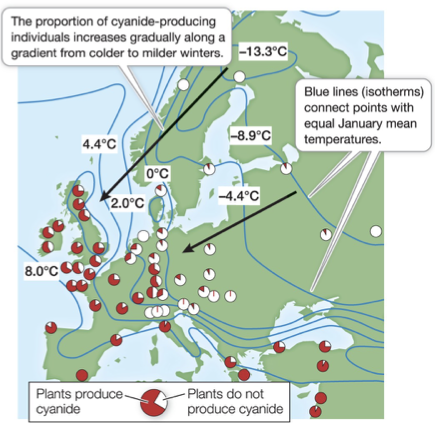 <ul><li><p>Populations are under different local selection pressures (differing environments)</p><ul><li><p>Temperature, sunlight, predation, etc.</p></li></ul></li><li><p><span>More cyanide production = in warmer environments</span></p><ul><li><p><span>Cyanide production in clover (red) protects from herbivory, <strong><u>but</u> </strong>makes the plants susceptible to frost</span></p></li><li><p><span>Damages cell membranes, releases cyanide into their own cells</span></p><ul><li><p><span>Clover plants. Eat the leaves; they contain cyanide. The downside is that when they live where it’s cold, it bursts their cell membranes and they essentially kill themselves. In warmer climates, it survives just fine.</span></p></li></ul></li></ul></li></ul><p></p>
