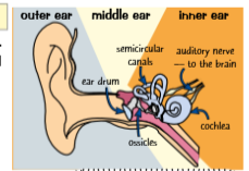 <ul><li><p>Sound waves reaching the <strong>eardrum cause it to vibrate</strong>.</p></li><li><p>Vibrations are passed through the <strong>ossicles</strong> and then to the <strong>cochlea</strong>.</p></li><li><p>The <strong>cochlea converts vibrations into electrical signals</strong> sent to the brain, allowing us to hear.</p></li><li><p>Humans hear frequencies from <strong>20 Hz to 20 kHz</strong>.</p></li><li><p>Different materials and systems respond to different <strong>frequency ranges</strong>.</p></li><li><p><strong>Microphones can detect frequencies outside human hearing</strong>, but we cannot hear them directly.</p></li><li><p>Human hearing is limited by the <strong>size and structure of the eardrum and inner ear components</strong> that transfer vibrations.</p></li><li><p><strong>Microphones work similarly</strong>:</p><ul><li><p>A <strong>diaphragm vibrates</strong> when sound waves hit it</p></li><li><p>This vibration is converted into an <strong>electrical signal</strong></p></li></ul></li></ul><p></p>