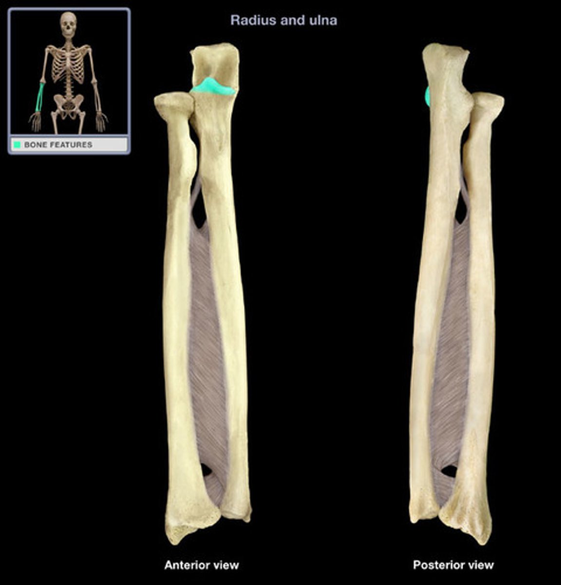 <p>-Not on the head side of the ulna (opposite side)</p><p>- Smaller "point" located under the Trochlear notch</p>