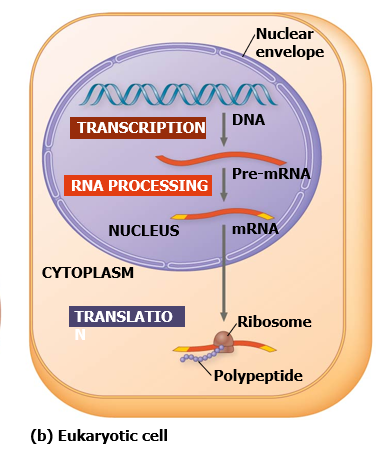 <p>eukaryotic cells</p><p>DNA → mRNA → protein</p><p>transcription → translation</p>