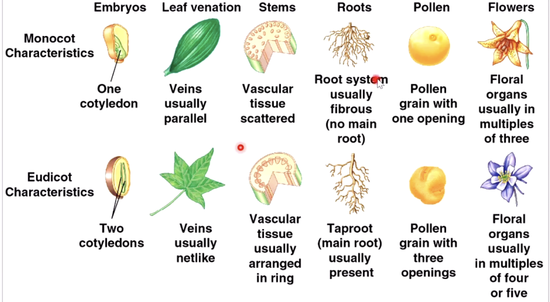 <p>When embroy start growing it starts growing a small embryo lead</p><ul><li><p>1 leaf = Monocots </p></li><li><p>2 leafs = Eudicots</p></li></ul><p></p><ul><li><p>Monocots: Grasses and palms</p></li><li><p>Eudicots: Rose familie (also includes appels)</p></li></ul><p></p><p>LOOK AT PICTURE FOR MORE COMPARASONS</p><p></p>