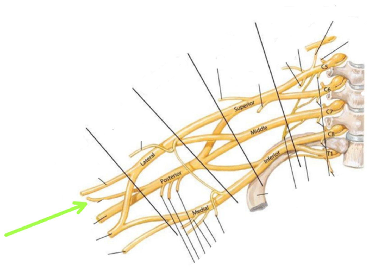 <p>Identify the structure indicated by the arrow</p>