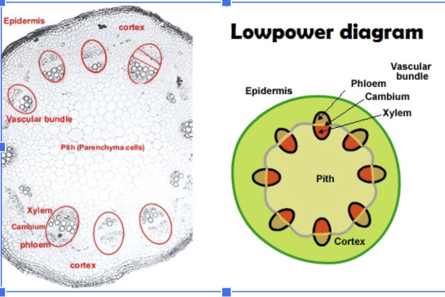 <ul><li><p><span style="background-color: transparent;"><strong>Vascular bundles:</strong> bundles of xylem + phloem → region closer to the <strong>inside </strong>is the xylem, phloem is closer to the <strong>outside</strong></span></p></li><li><p><span><strong>Pith: </strong>core of the stem </span><span style="background-color: transparent;">→ ‘bulks out’ the stem</span></p></li><li><p><span><strong>Cortex</strong></span><span style="background-color: transparent;"><strong>: </strong>layer under the epidermis → storage/structural support/photosynthesis</span></p></li></ul><p><span style="background-color: transparent;"><strong>Epidermis: </strong>outer layer of stem → waterproofing/protection</span></p>