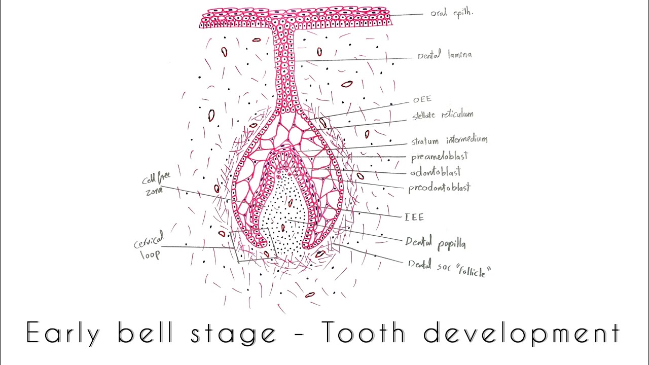<p>concavity on the basal area</p>