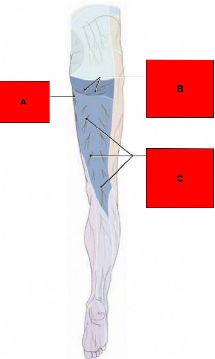 <p>What is indicated by A?</p>