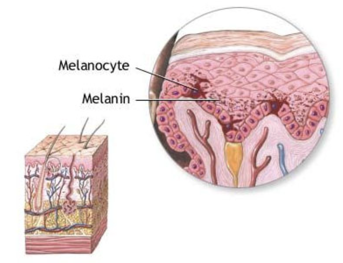 <p>Melanocytes</p>