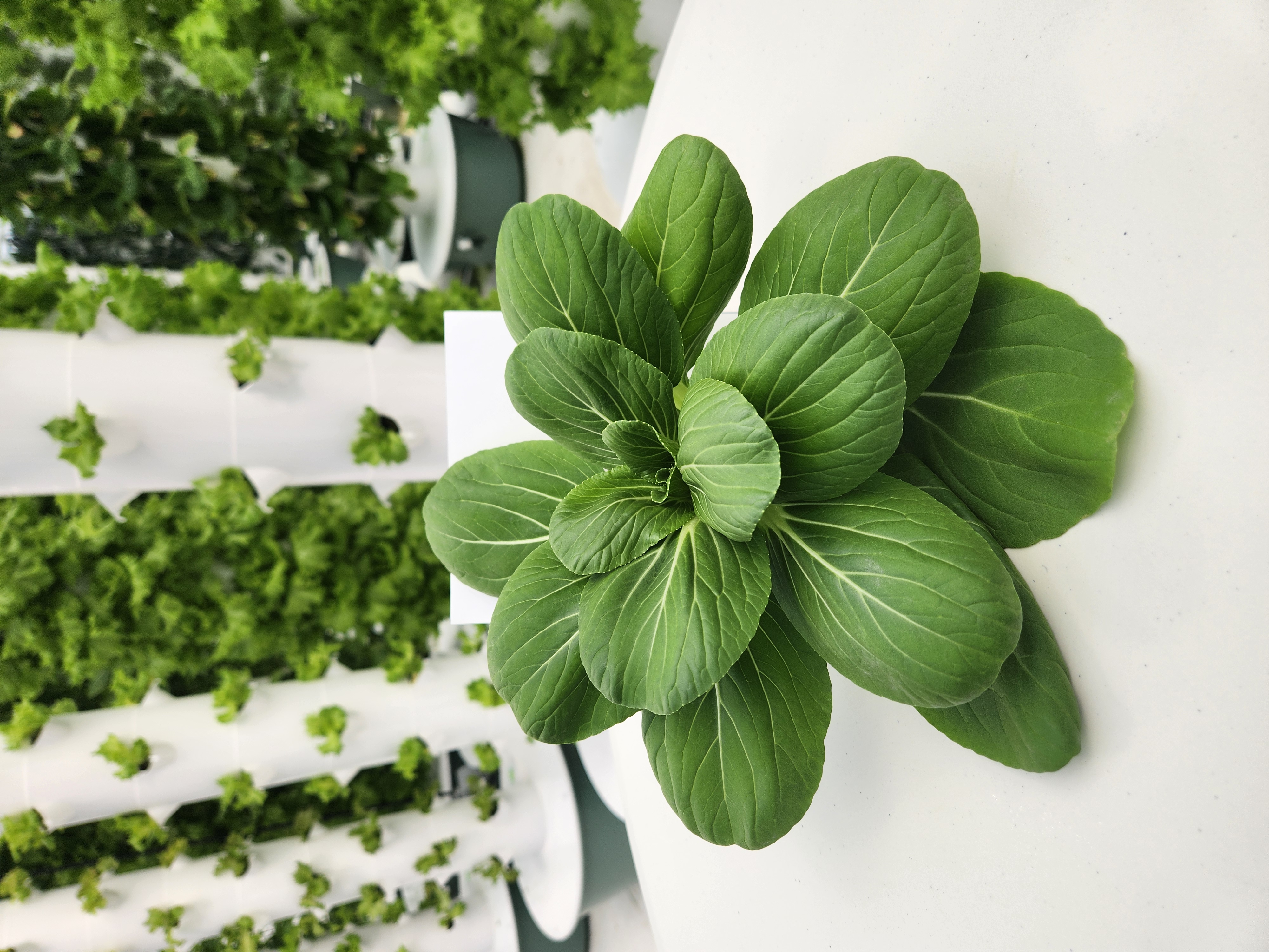 <p>Type: Bok Choy</p><p>Variety: Li Ren</p>