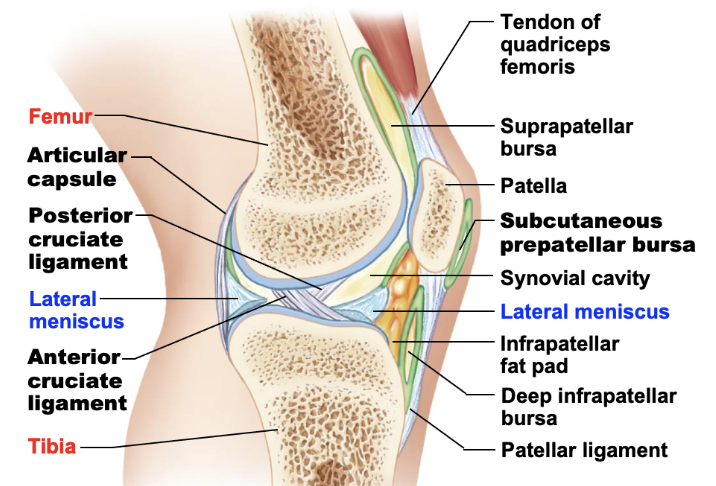 <p>knee joint features </p>