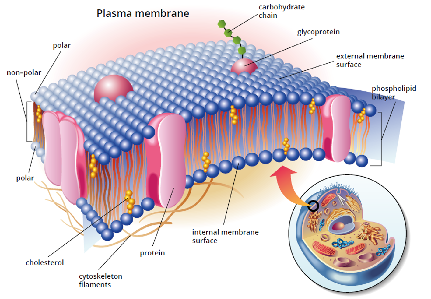 <img src="https://assets.knowt.com/user-attachments/3e7e872b-e911-4741-beab-20f989dbcc9a.png" data-width="100%" data-align="center"><p></p>