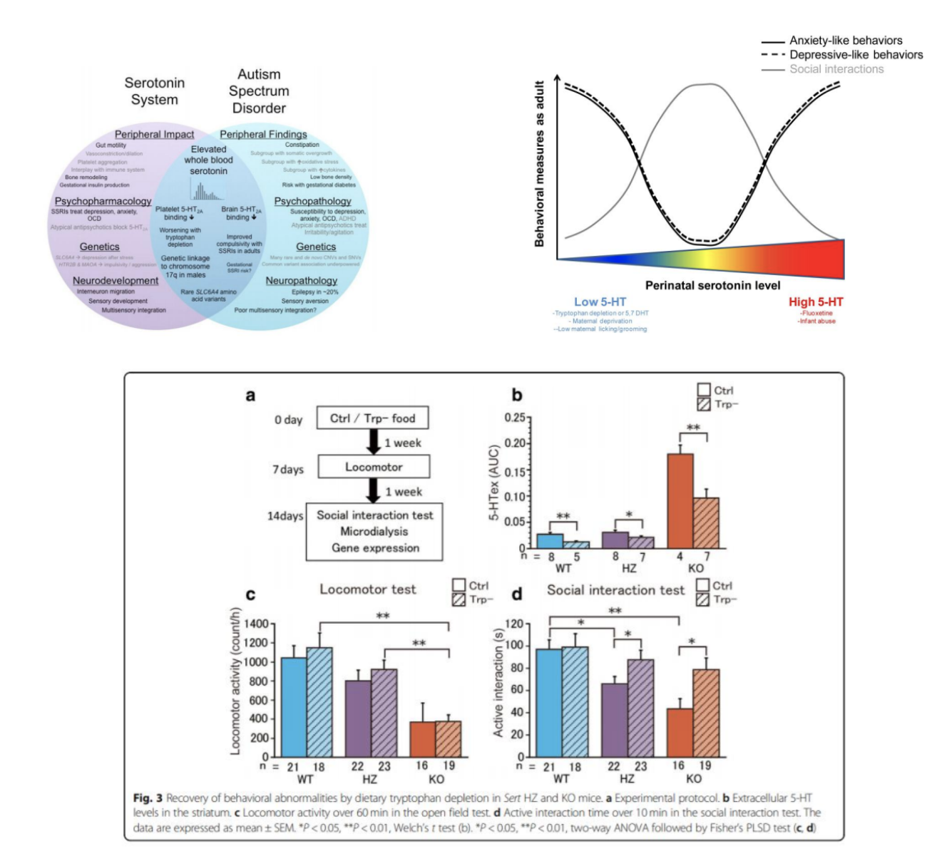 <ul><li><p>Associated with <strong>hyperserotonemia </strong>(high 5-HT peripherally, ~25% of male cases)</p></li><li><p>Imbalances early in life may affect neurodevelopment and subsequent adult behavior</p></li><li><p>2nd image:</p></li><li><p>SERT KO mice show autistic-like behavior; tryptophan depletion normalizes behavior; several other transgenic studies are similar</p></li><li><p>Some have proposed treating autism w/5-HT drugs</p></li></ul><div data-type="horizontalRule"><hr></div><ul><li><p>very high serotonin levels in periphery in some cases</p></li><li><p>levels of 5-HT during development affects wiring in early stage + effects are long-lasting</p></li><li><p>low/high levels of 5-HT associated w diff wiring + conditions</p></li><li><p>KO/depletion has opposite effects on mice</p></li></ul><p></p>