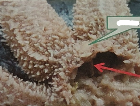 <p>what is this on the sea star</p>