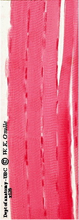 <p>name tissue </p>