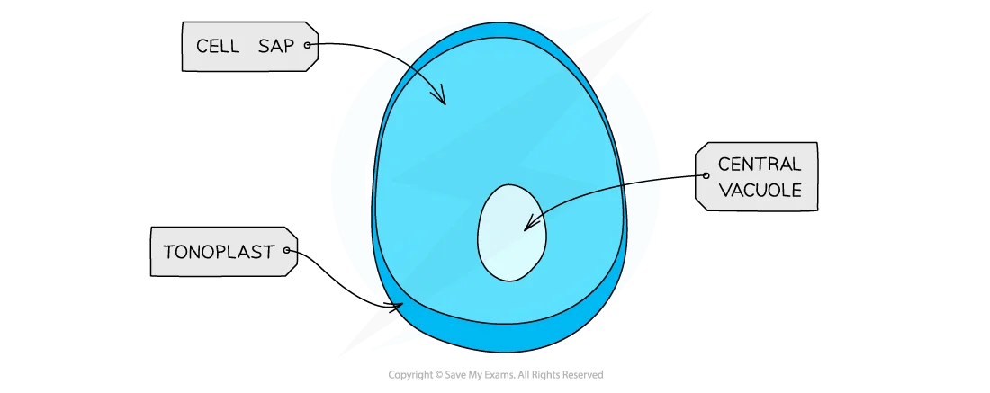 <p>Cell Vacuole: Function (3)</p>