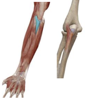 <p>what muscle and action is this </p>