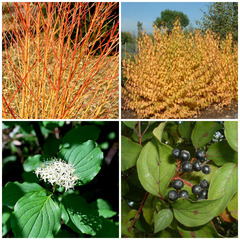 <p>green fleshed fruits. red.</p>