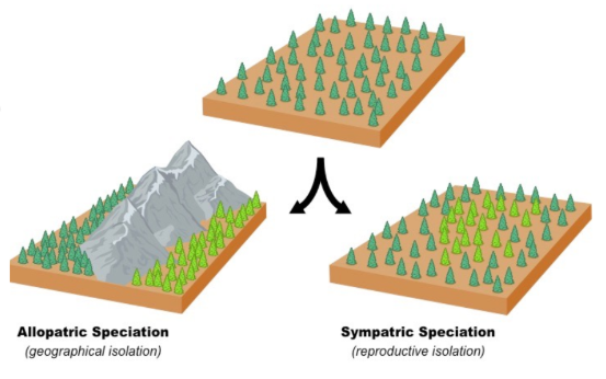 <p>Sympatric Speciation: When populations within the same geographical areas diverge and become reproductively isolated</p><p>Allopatric Speciation: When a population is split into two or more isolated groups by a geographical barrier</p>