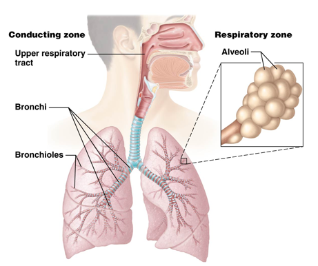 <ul><li><p><strong>Conducting Zone</strong></p><ul><li><p>Structures in this zone transport, warm, and filter air </p><ul><li><p>Nose to terminal bronchioles</p></li></ul></li></ul></li><li><p><strong>Respiratory Zone</strong></p><ul><li><p>Structures of this zone participate in gas exchange</p><ul><li><p>Respiratory bronchioles, alveolar ducts, alveoli</p></li></ul></li></ul></li></ul><p></p>