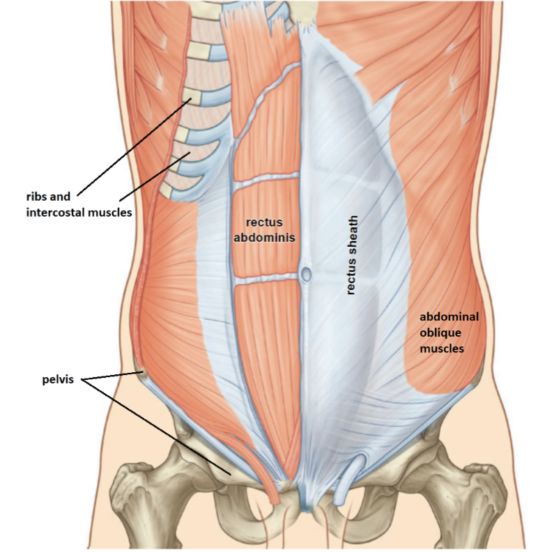<p><strong>abdominopelvic cavity</strong></p>