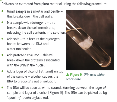 <p>Salt breaks hydrogen bonds, therefore less soluble and clumps (precipiates easier)</p>