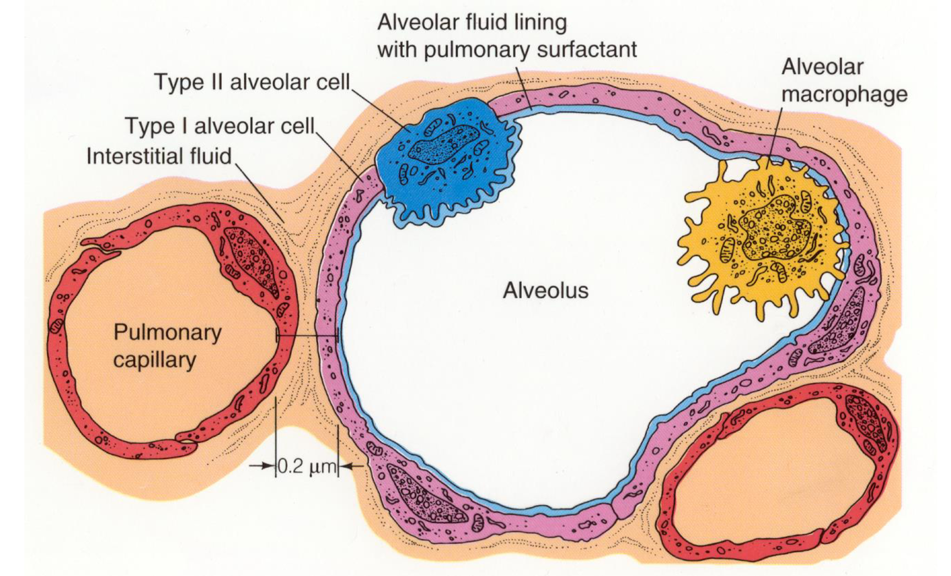 <ul><li><p>Physiological significance lies with the interface’s THINNESS & small amount of interstitial fluid</p></li></ul><p></p>