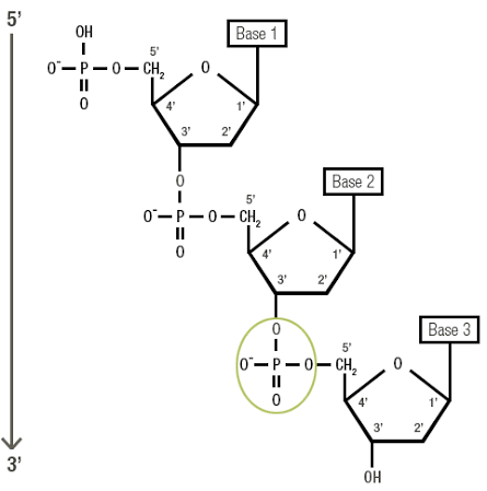 <p>bond between 1 sugar 3’OH and the 5’Phosphate of adjacent sugar </p>