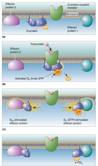<ol><li><p><strong><u>GABAa</u></strong></p></li></ol><p>a) ionotropic</p><p>b) inhibitory</p><p></p><ol start="2"><li><p><strong><u>GABAb</u></strong></p></li></ol><p>a) metabatropic</p><p>b) GPCRs = turn outside signal into an inside cellular response using G proteins</p><ul><li><p>structure: 7 membrane spanning alpha helices (one protein crosses the membrane 7 times) sitting in the cell membrane</p></li><li><p>Steps:</p><ul><li><p>Signal binds = ligand (nt or hormone) binds to the GPCR on outside</p></li><li><p>G protein gets activated = </p><ul><li><p>G protein has 3 parts <span>alpha, beta, and gamma</span></p></li><li><p><span>when activated GDP becomes GTP on the apha subunit </span></p></li><li><p><span>separates alpha and beta</span></p></li></ul></li><li><p>Cell Response = </p><ul><li><p>separated alpha and beta parts go activated other proteins (effectors)</p></li><li><p>cellular response BANG</p></li></ul></li><li><p>Reset = </p><ul><li><p>apha subunit goes opposite way (GTP to GDP)</p></li><li><p>another round thank q</p></li></ul></li></ul></li></ul><p><strong>c) Effector Systems</strong></p><p>the targets of the G protein that create a response</p><ol type="1"><li><p><strong>Shortcut pathway (ion channels):</strong></p></li></ol><ul><li><p>the G protein directly opens/closes a channel</p></li><li><p>immediate effect </p></li><li><p>fast and direct</p></li><li><p>Ex: ach- autonomic nervous system</p></li></ul><p></p><ol start="2"><li><p><strong>Secondary (enzymes):</strong></p></li></ol><ul><li><p>G protein activates enzyme inside the membrane</p></li><li><p>the enzyme makes second messengers</p></li><li><p>slower but stronger/a mplified</p></li></ul><p></p>