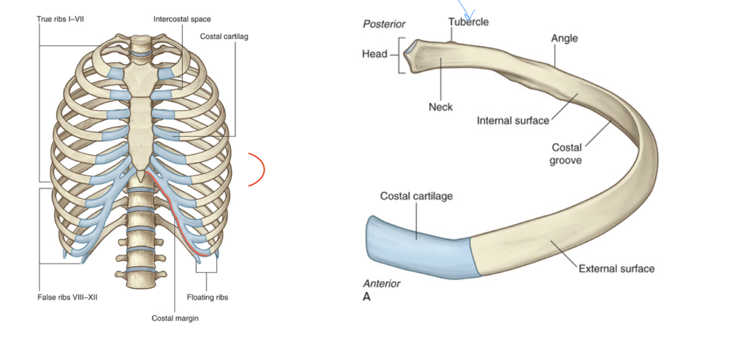 <ul><li><p>location: bony portrusion on the side of the rib where it posteriorly is (connects to spine)</p></li><li><p>function: connects ribs to spine via ligaments at the transverse costal facet on thoracic vertebrae</p></li></ul><p></p>