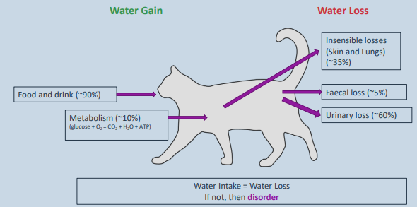 <p>Species differences – dry climate animals have smaller faecal and urinary losses. Some species can derive all the water they need from metabolic water</p>