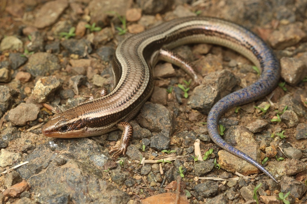 <p>Scincidae<br>Plestiodon skiltonianus<br>Western Skink</p>