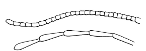 <p>Antennal type that is thread-like with segments nearly uniform in size, often cylindrical</p>