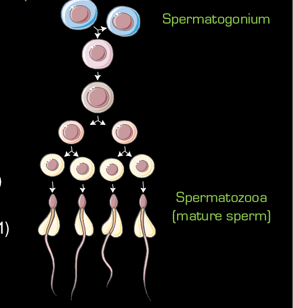 <p>reduce sperm conc, reduce sperm motility, increase sperm DNA damage, and increase sperm oxidative stress</p>
