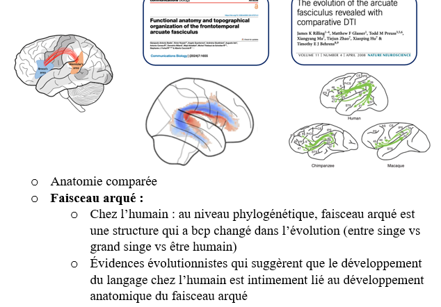 <p><span>faisceau arqué</span></p>