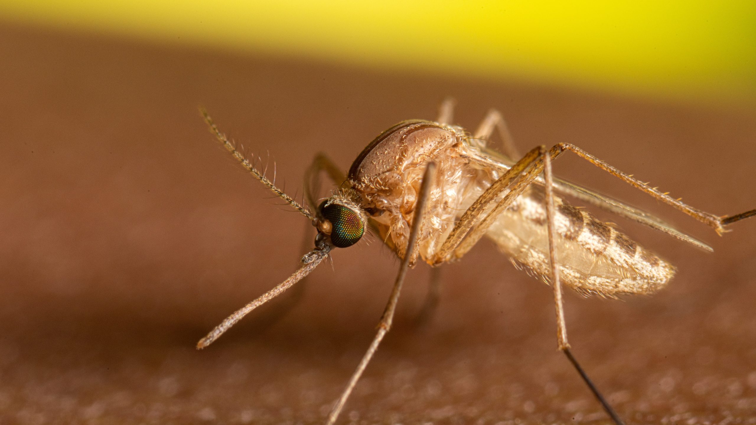 <p>Culex mosquito</p>