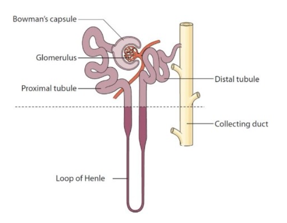 <p>Which of the following structures of the figure below is the site of mayor reabsorption from the glomerular filtrate?</p><p>A- The proximal convoluted tubule</p><p>B- The distal convoluted tubule</p><p>C- The Collecting Duct</p><p>D- The Loop of Henle</p><p>E - The Bowman's capsule</p>