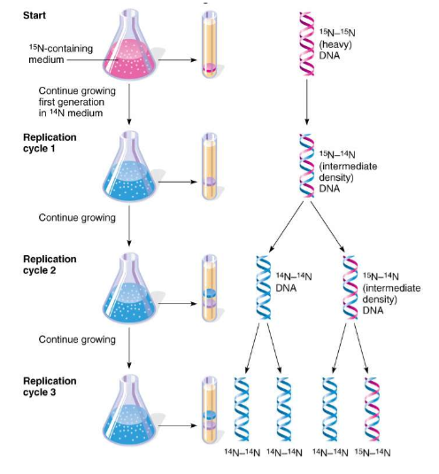 <ul><li><p>Grew bacteria in <strong>heavy nitrogen (<sup>15</sup>N) → </strong>DNA became “heavy”</p></li><li><p>Then moved bacteria to <strong>light nitrogen (<sup>14</sup>N)</strong></p></li><li><p>Tracked DNA over generations using density (centrifugation)</p></li></ul><p></p>