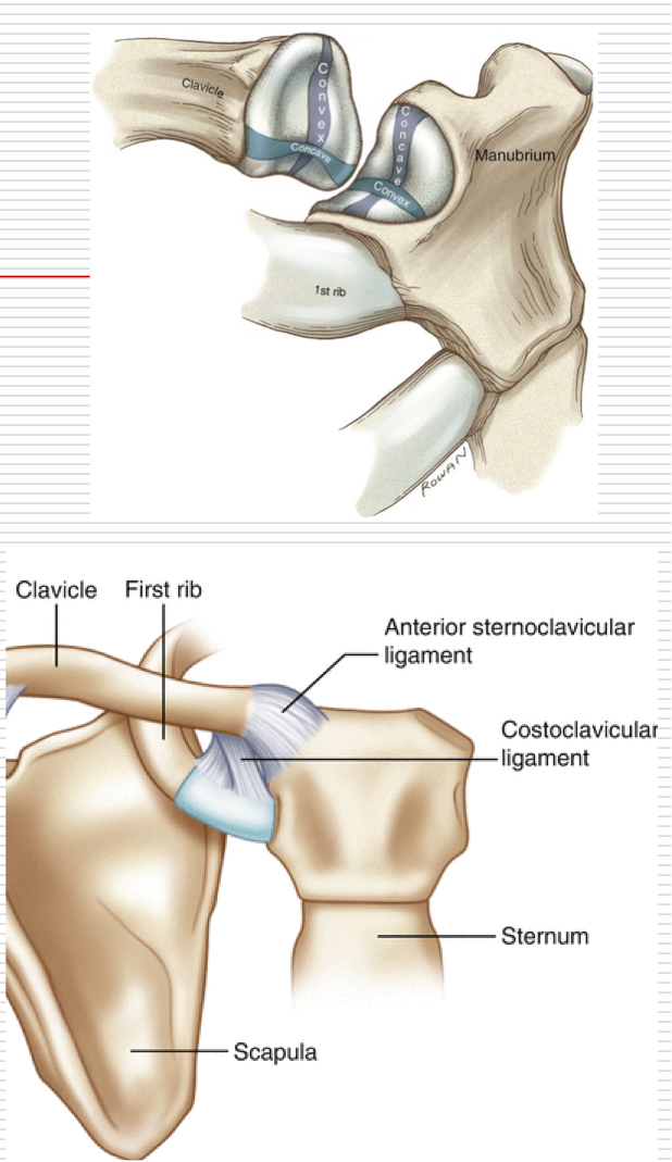 <p>Arthrodial (gliding) Joint</p><ul><li><p>Small movements in all planes</p></li><li><p>More motion than the AC Joint</p><ul><li><p>SC also sometimes referred to as a seller (saddle) joint</p></li></ul></li></ul><p>Held to sternum 1st rib via ligaments</p><ul><li><p>Sternoclavicular Ligaments</p></li><li><p>Costoclavicular Ligament</p></li></ul><p></p>