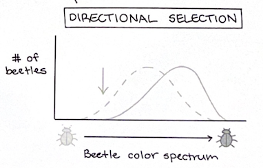 <ul><li><p>one extreme is selected for</p></li><li><p>(mode, range and SD all remain the same)</p></li></ul><p></p>
