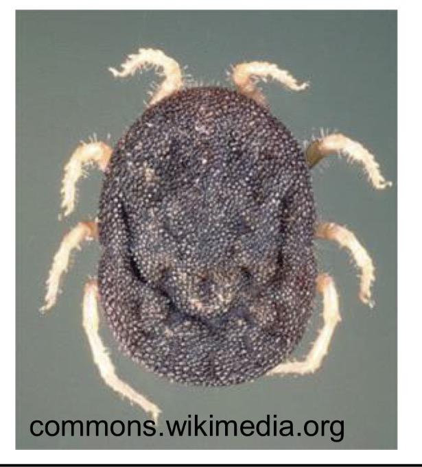 <p>What are the species name of this tick in family Argasidae </p>