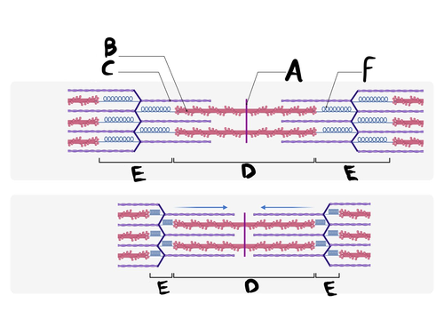 <p>What is the name of the structure indicated by C?</p>