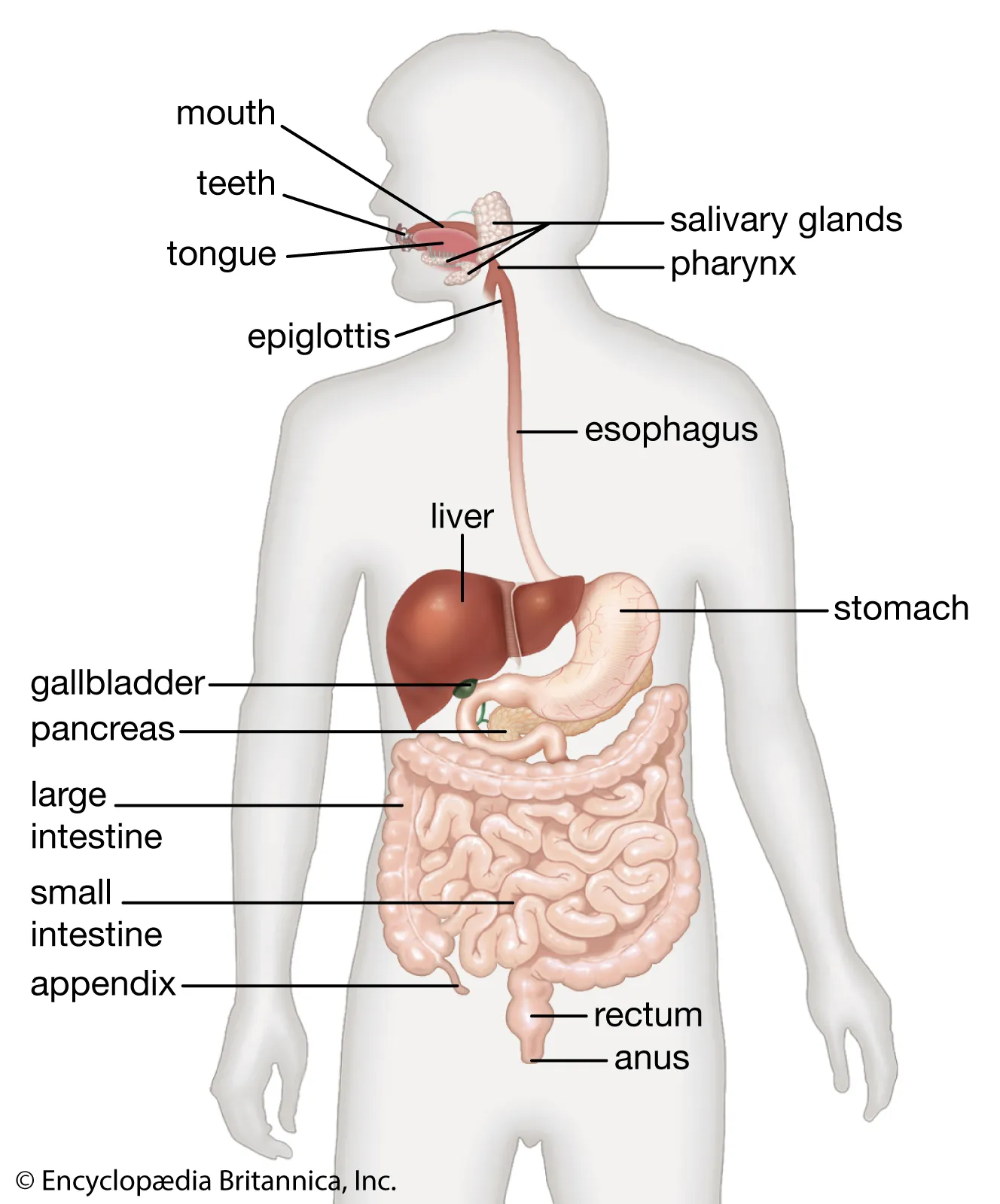 <p>A gland located behind the stomach that plays a crucial role in digestion by producing digestive enzymes and hormones such as insulin and glucagon. </p>
