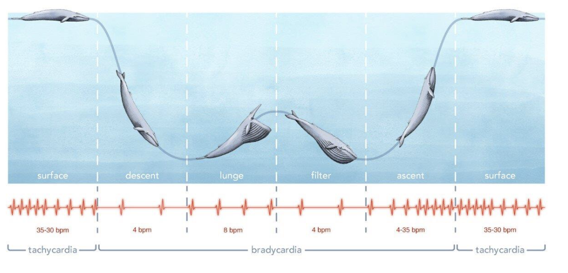 <ul><li><p>blood rich in hemoglobin, muscles rich in myoglobin </p><ul><li><p>much more effective at storing oxygen </p></li></ul></li><li><p>ability to slow heartbeat down drastically (up to as low as 2 beats per minute)</p></li></ul><p></p>