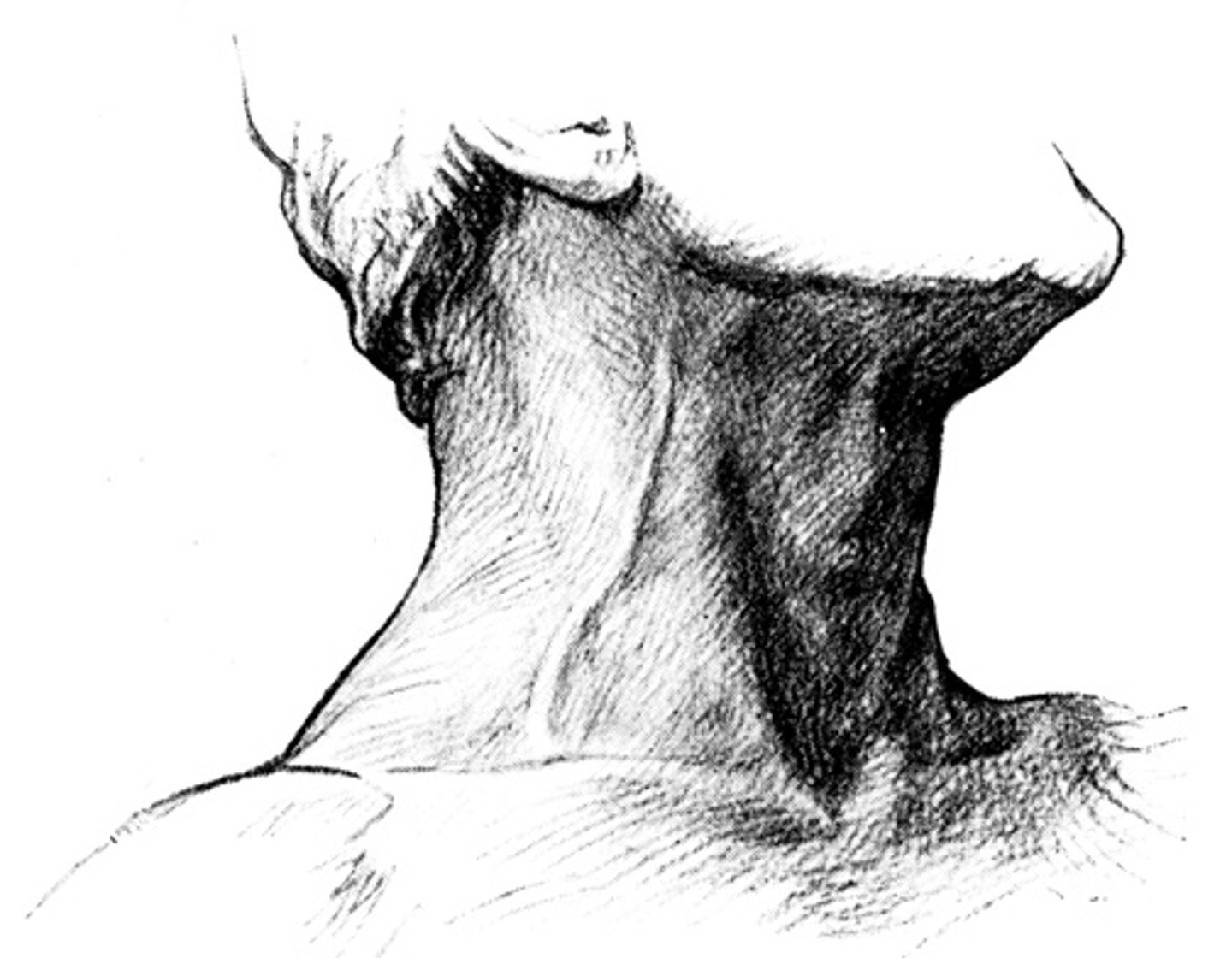 <p>nomen:</p><p>Part of the body that connects the head to the body</p><p>(neck)</p>