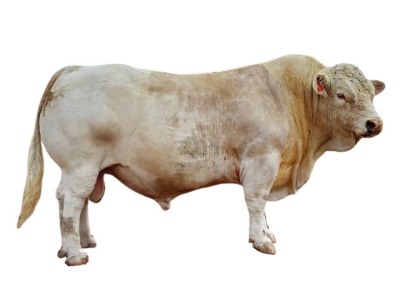 <ul><li><p>Beef type</p></li><li><p>France</p></li><li><p>White coat, muscular, fast growth rate</p></li></ul><p></p>