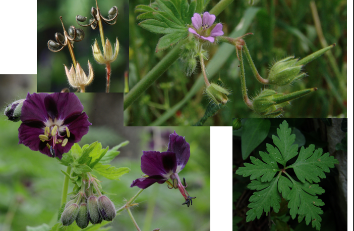 <p><span><strong>Geraniaceae</strong></span></p>
